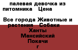 палевая девочка из питомника › Цена ­ 40 000 - Все города Животные и растения » Собаки   . Ханты-Мансийский,Покачи г.